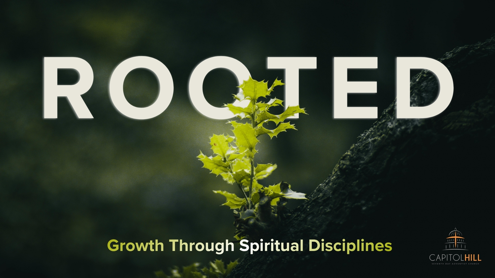 Join a Small Group to Feel More Rooted in Christ